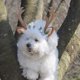 thumbnail image 5 of Disfraz de gato, diadema navideña, cuernos de reno, tocado para gatos y perros con flores para gatos y perros pequeños, 5 of 6