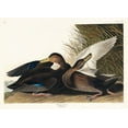 thumbnail image 2 of Audubon, John James 14x11 Black Ornate Wood Framed with Double Matting Museum Art Print Titled - Dusky Duck, 2 of 4