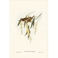 thumbnail image 2 of Gould, John 11x14 Black Ornate Wood Framed with Double Matting Museum Art Print Titled - Brown Honey-eater-Glyciphila ocularis, 2 of 4