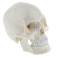 thumbnail image 3 of Réplicas de Modelo de Cráneo de Tamaño Natural con Líneas de Suturarere, Adorno de Laboratorio, Adorno de Decoración de Halloween de Crán Hugo Modelo humano del cráneo de la cabeza, 3 of 9