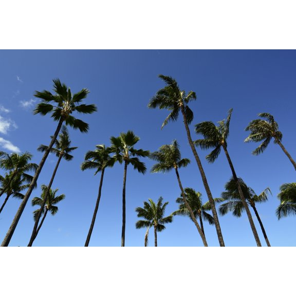 Palm trees against a clear blue sky in Maui Hawaii Canvas Art - Ryan RossottoStocktrek Images (17 x 12)