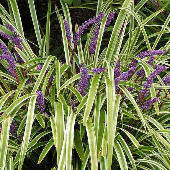 Outsidepride 50 Monkey Grass Plant Seeds, Drought Tolerant