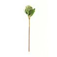 thumbnail image 1 of Hill Interiors Protea Protea Artificial Flower, 1 of 1