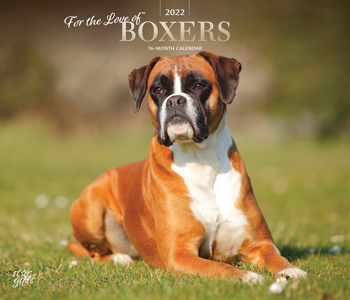... Boxers International Edition 2022 12 x 12 Inch Monthly Square Wall Calendar