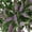 Pink, variant on Member's Mark Veronica Flower, 100 stems, choose color