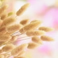 thumbnail image 4 of 50PCS Home Decoration Lagurus Ovatus Rabbit Tail Dried Flowers, Real Flower, Eternal Flower Dried Grass Flower Bouquet Photo Props Home Party and Wedding, 4 of 8