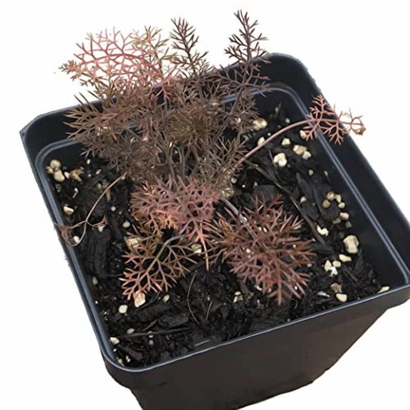 Bronze Fennel (Foeniculum vulgare 'Purpureum') Organic Plant in 2.5-inch Pot by Smoke Camp Crafts - Culinary Herb, Pollinator, Butterfly Host Plant