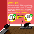 thumbnail image 5 of Trampa de pegamento para ratas y ratones trampas adhesivas para ratas domesticas Gomaton medidas 24cm x 11.5cm Con esencia de cacahuate como atrayente Gomaton Trampa de pegamento rectangular, 5 of 5