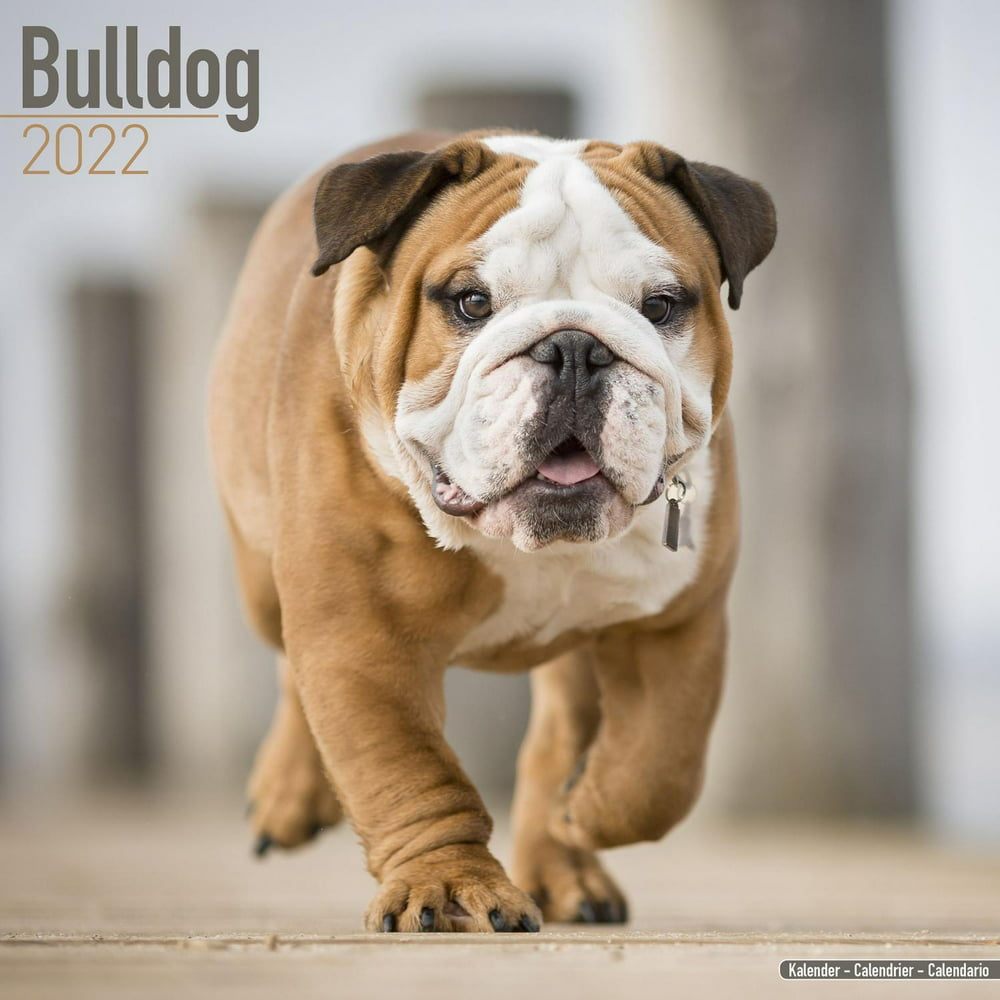 Bulldog Calendar 2022 Bulldog Dog Breed Calendar Bulldogs Premium