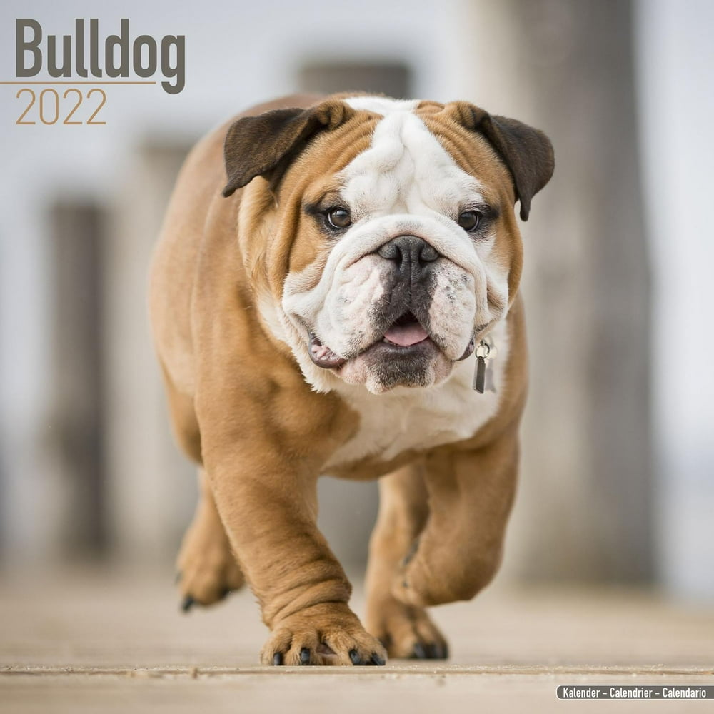 bulldog-calendar-2022-bulldog-dog-breed-calendar-bulldogs-premium-wall-calendar-2022