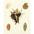 thumbnail image 2 of Knorr 12x14 Black Ornate Wood Framed with Double Matting Museum Art Print Titled - Knorr Shells II, 2 of 4