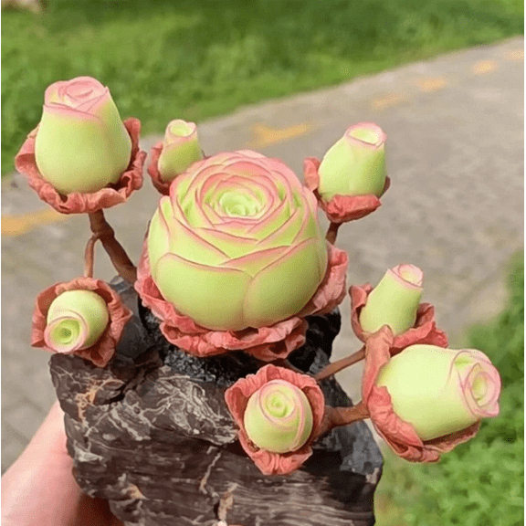 50 Seeds Aeonium Greenovia Aurea Mountain Rose Seeds Green Rose Rare Succulent Seeds