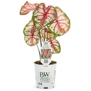 Proven Winners 4.5 in. Quart Heart to Heart Bottle Rocket (Caladium) Live Plant, Red and White Foliage