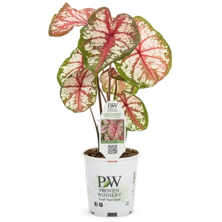 Proven Winners 4.5 in. Quart Heart to Heart Bottle Rocket (Caladium) Live Plant, Red and White Foliage