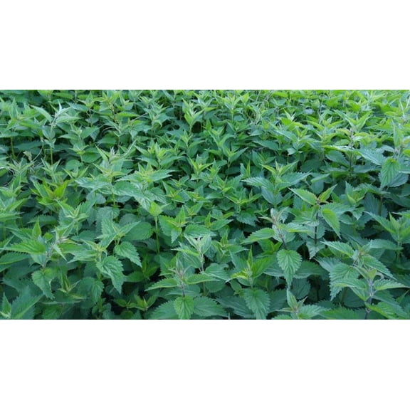Lemon Basil Seeds/ Annual/ Full Sun/ 17K Seeds 1 oz/ Zellajake Farm and Garden- B102