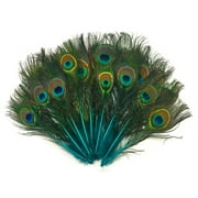 10 Pieces - Turquoise Blue Mini Natural Peacock Tail Body Feathers With Eyes