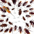 thumbnail image 4 of 3/5/10pcs Cockroach Gel Bait, Cockroach Bait Gel, Cockroach Roach Killer, Professional Cockroach Control Gel, 4 of 5