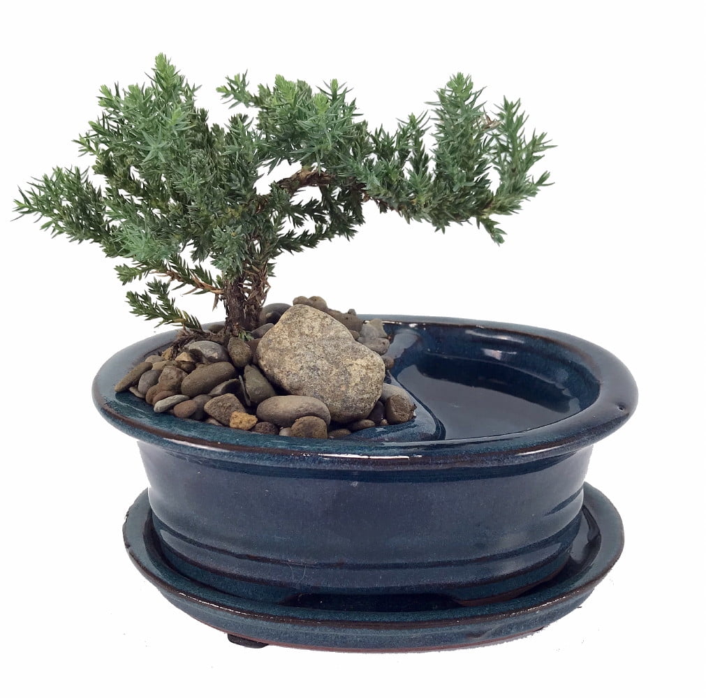 Feng Shui Reflections Japanese Juniper Bonsai Tree Pot/Saucer 6" x 4" x 2"