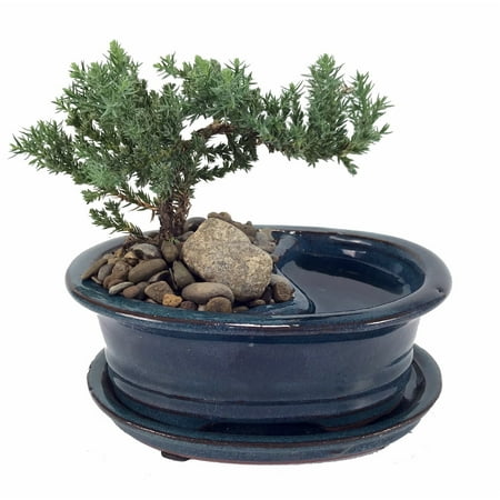Feng Shui Reflections Japanese Juniper Bonsai Tree - Pot/Saucer - 6
