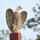 thumbnail image 2 of 1x jardín águila plástico realista halcón águila estatua espantapájaros jardín ahuyentador de pájaros Anti paloma asustar pájaros/paloma/cuervo TUNC Sencillez, 2 of 4