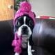 thumbnail image 4 of Animales Cuellos para perros Disfraz para perros Protector de orejas y calentador de cuello Cuello para perros para invierno Navidad Año, 4 of 8