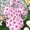Purple, variant on Zehjuhan Baby's Flower All-over Print Shirred Bodysuit With Headband, Lovely Puff Sleeve Triangle Onesie, Toddler & Infant Girl's Clothing