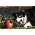 thumbnail image 2 of Pelota Pushn-Play de juguete para perros Jolly Pets, tamaño mediano, 6 cm, roja, 2 of 3