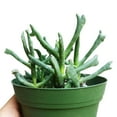 thumbnail image 3 of Elkhorn Plant Rhombophyllum (2"+ Plastic Pot) - Tiny, Lovely, Easy to Care Succulents - Live Succulents for Home Office, 3 of 6