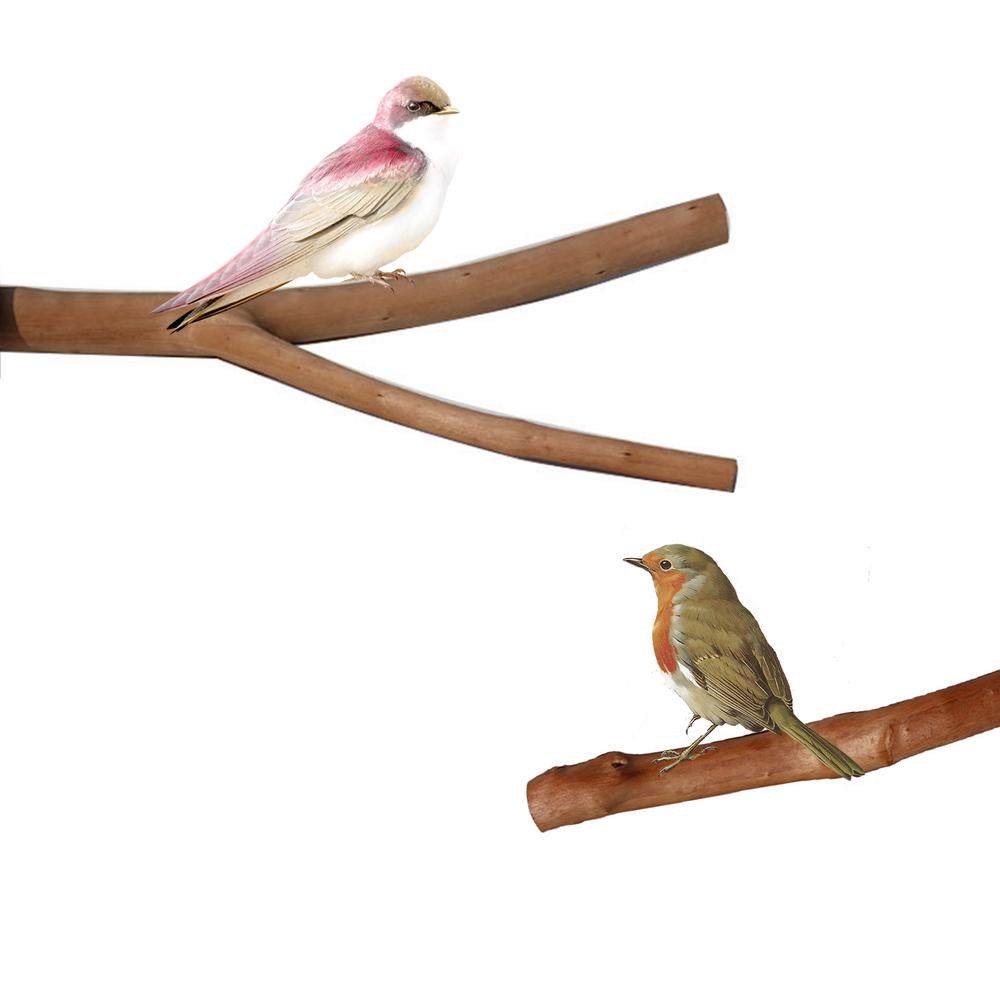 Famure 4pcs Natural Wood Bird Perches Parrot Stand Set Cockatiel Perch