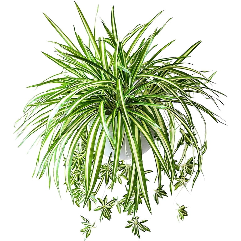 Morttic 8pcs Artificial Fake Spider Plants Silk Plastic Plants Chlorophytum Faux Greenery for Hanging Planter Wall Indoor Outdoor Decor