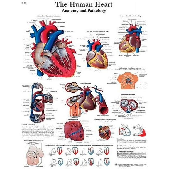 Fabrication B2137981 3B Laminated Anatomical Heart Chart - 20 x 25 in.