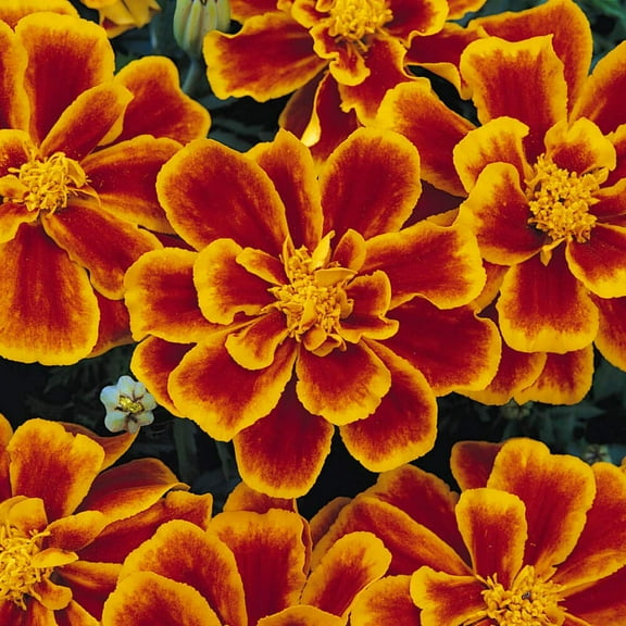 Outsidepride Durango Flame French Marigold Seeds MVR1 - 250 Compact, Heat & Drought Tolerant Flower Seeds for Planting w/Anemone Type Bi-Colored Blooms, Ideal for Vibrant Pollinator Gardens