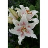 Euroblooms Lily Oriental Muscadet, 6 Flower Bulbs