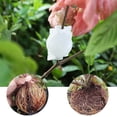 thumbnail image 3 of 10 Uds bolas de propagación de capas de aire Bola de enraizamiento de plantas de alta presión injerto de raíz raza creciente transparente S, 3 of 3
