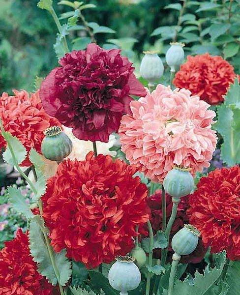 300 Double Peony Poppy Flower Seeds