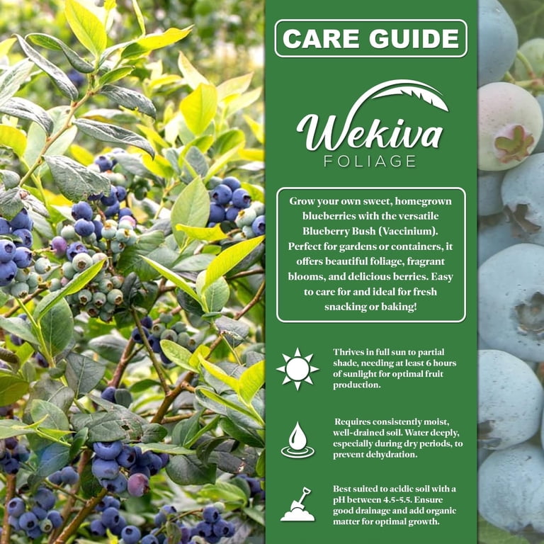 Blueberry Starter Plant - REKA Variety, Price For 2 Plants With Free Shipping, Grown In USA