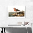 thumbnail image 2 of ARTCANVAS Red Breasted Sandpiper Canvas Art Print by John James Audubon - Size: 26" x 18" (1.50" Deep), 2 of 9