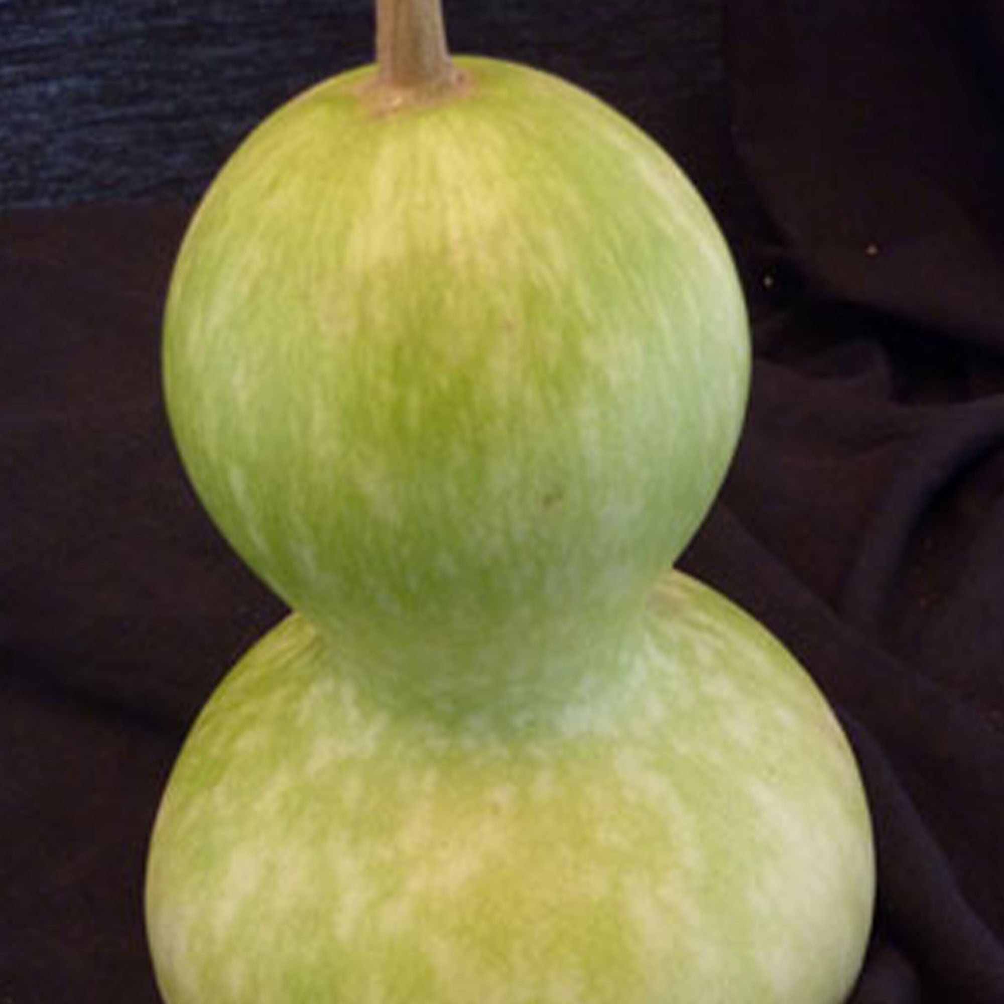 Birdhouse Bottle Gourd Seeds 1/4 LB Bulk 632 Seeds NonGMO, Heirloom