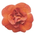 thumbnail image 6 of Proven Winners 4" Superbells Double Orange Calibrachoa Live Plant in 4.25" Pot (4 Count), 6 of 6