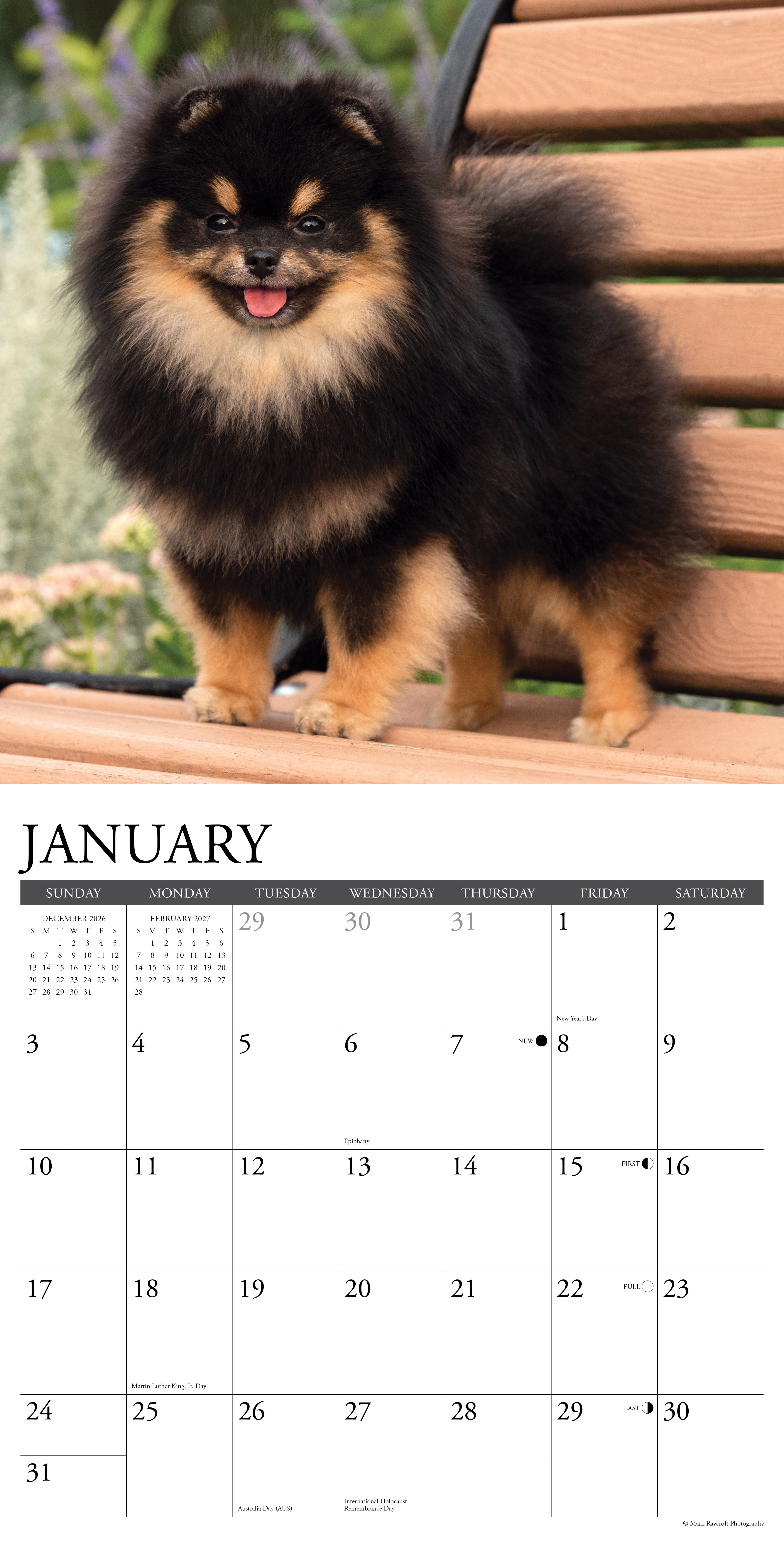 Willow Creek Press, Pomeranians 2027 Wall Calendar