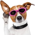 thumbnail image 3 of TopLLC Lunettes de Protection pour Petits et Moyens Chiens, 3 of 9