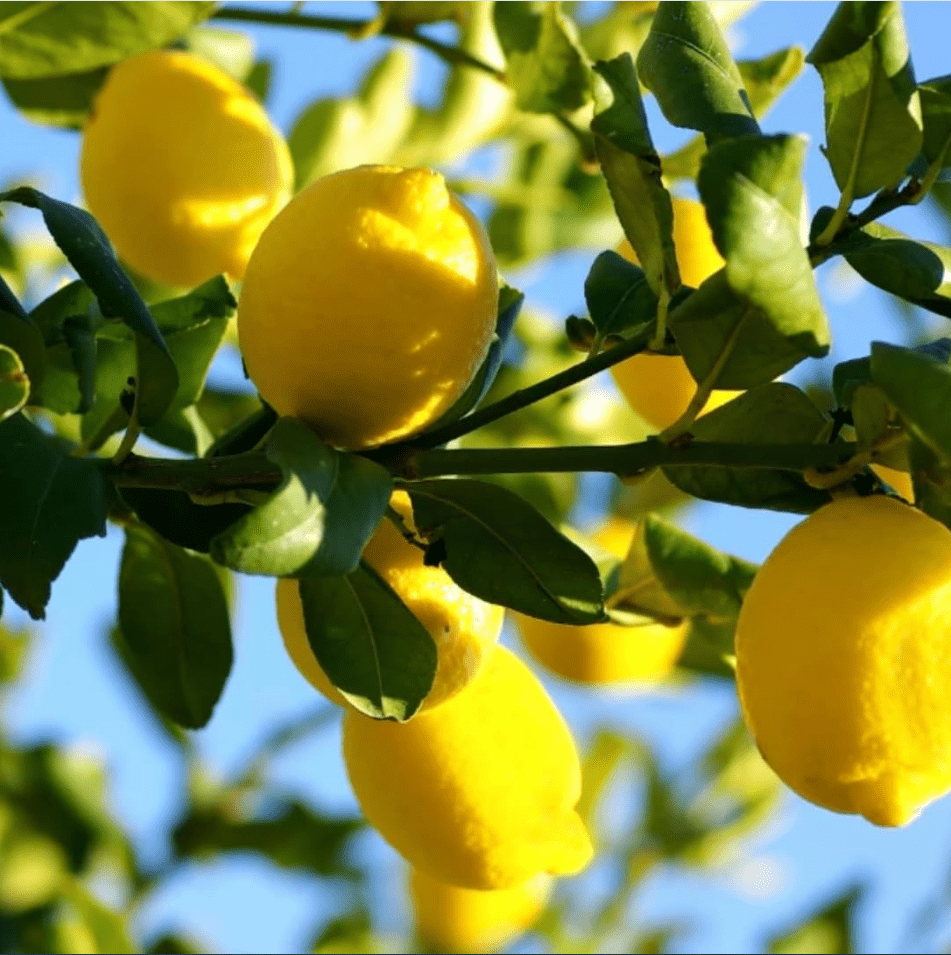 Meyer Lemon Plant Live for Planting, Citrus Plant Fragrant Lemons, Meyer Lemon Bush, 2 to 3 Inch Tall