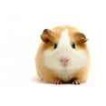 thumbnail image 2 of Guineapig over White Wall Decal by Wallmonkeys Peel and Stick Graphic (36 in H x 33 in W) WM216306, 2 of 4