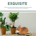 thumbnail image 5 of KAKOWELY Cottontail Rabbit Home Decor Plastic Miniature Animal's Figurine Desktop Decor,3.74X"X2.68"X1.97", 5 of 5