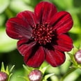 QAUZUY GARDEN 100 Chocolate MMF7 Cosmos Atrosanguineus Seed Blooms All