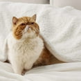 thumbnail image 5 of Sherpa Fleece Throw Blanket Cream - Soft and Fuzzy Throw Blanket for Sofa,50x60 inches, 5 of 6