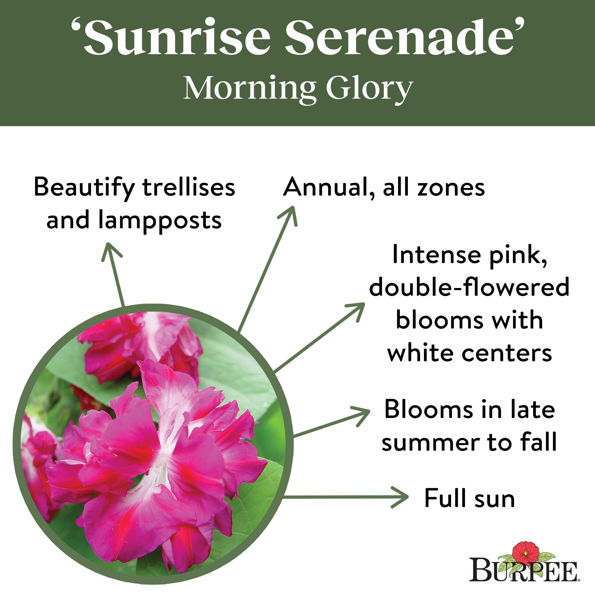 Burpee Sunrise Serenade Morning Glory Flower Seed, 1-Pack