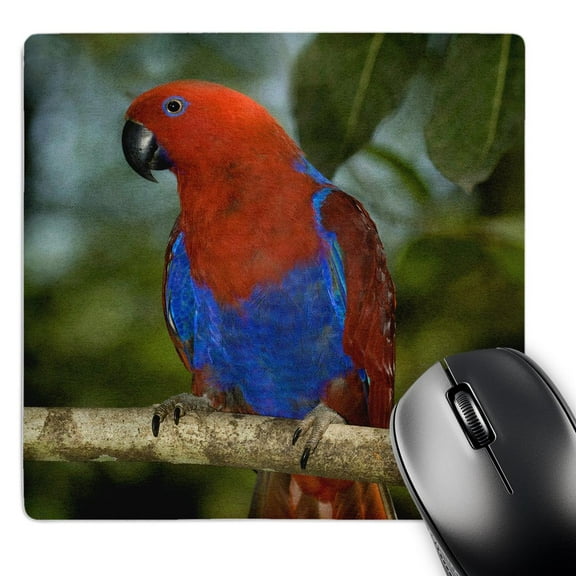3dRose, Papua New Guinea, Eclectus Parrot, tropical bird - OC12 BFR0032 - Bernard Friel, MousePad