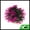 Dark Green, Purple, variant on 1 Pcs Aquarium Plants Decorations Artificial Grass Ball Green Red 3.74x3.74 Inch