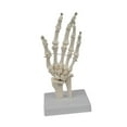thumbnail image 3 of Almencla Human Hand Model Educational Model Realistic Sturdy Teaching Aid Human Skeleton Models for Research Learning Display, 3 of 8